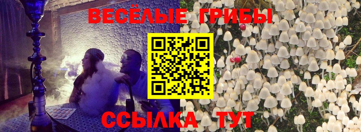 Курчалой  Псилоцибиновые грибы мицелий  Вход с VPN 